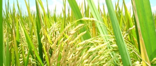 Rice Banner Image